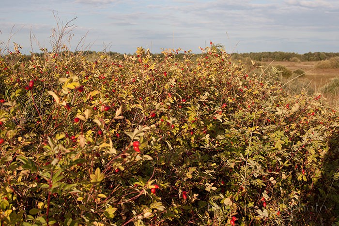 Заросли шиповника с красными спелыми плодами в период осени